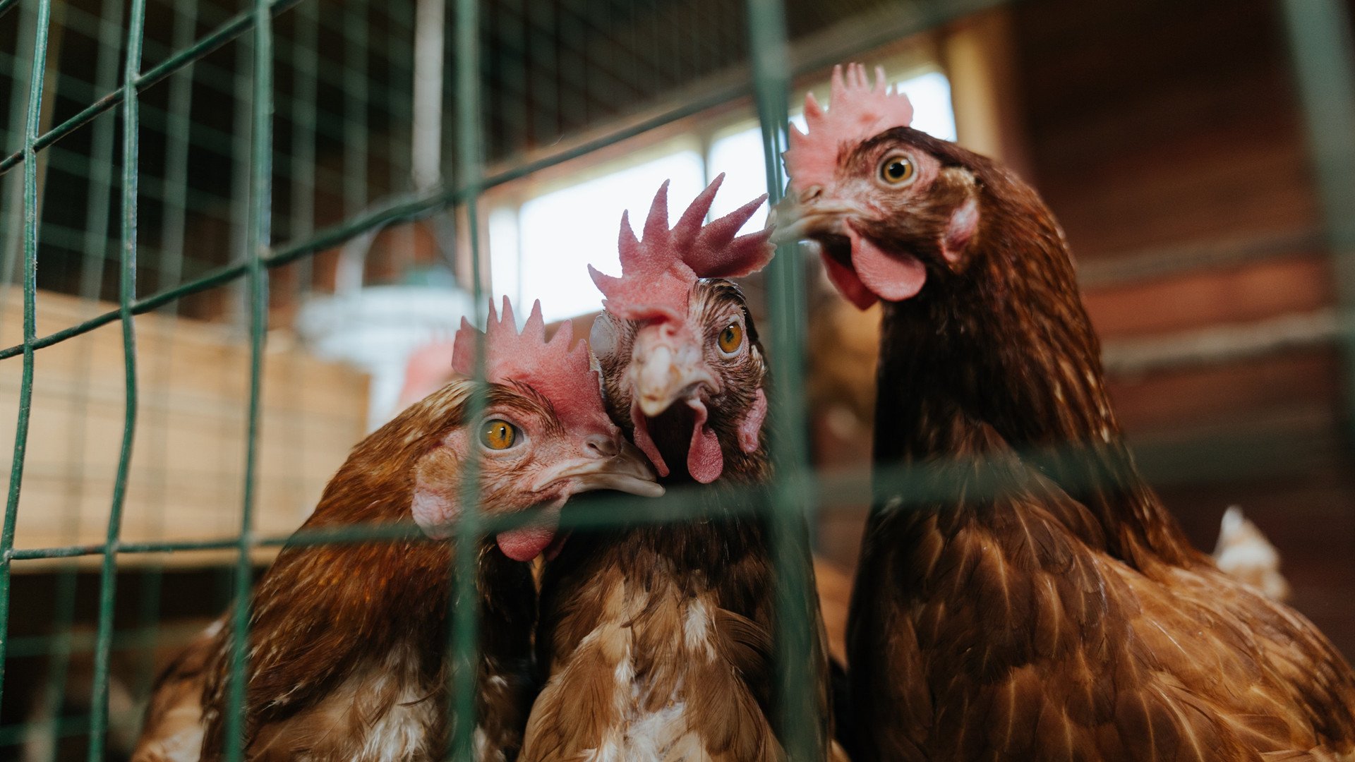 当切特·霍姆格伦用一记封盖和两记三分锁定胜局，我们看到了什么？